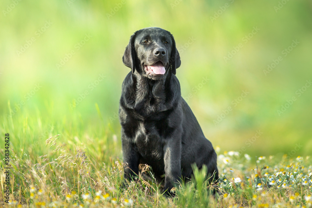 Black labrador retriever dog portrait in summer meadow