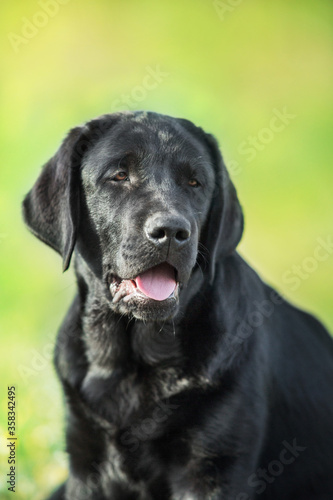 Black labrador retriever dog portrait in summer meadow © kwadrat70