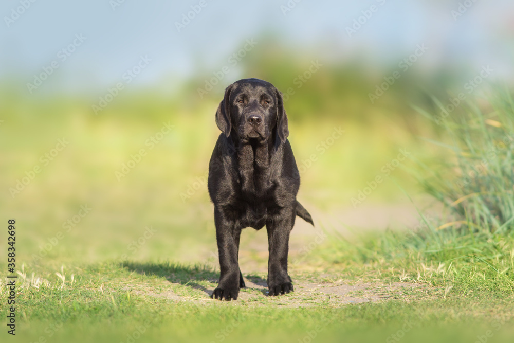 Black labrador retriever dog play in meadow Black labrador retriever dog play in meadow