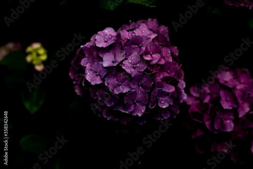 紫陽花 © 黒水 雪那
