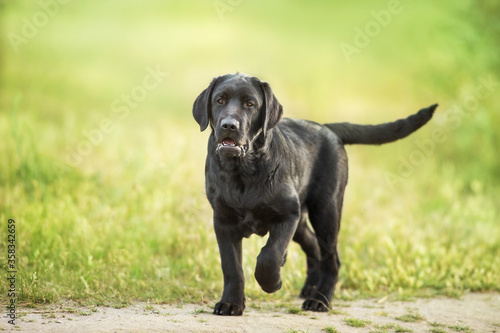 Black labrador retriever dog play in meadow