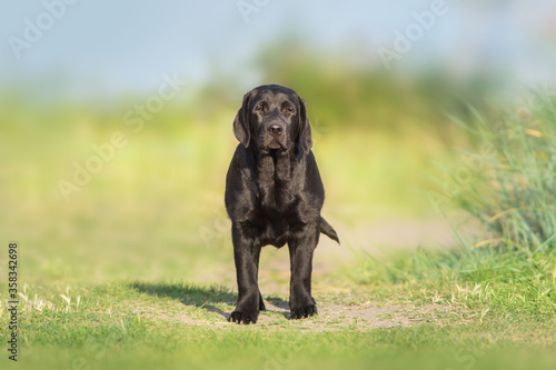 Black labrador retriever dog play in meadow