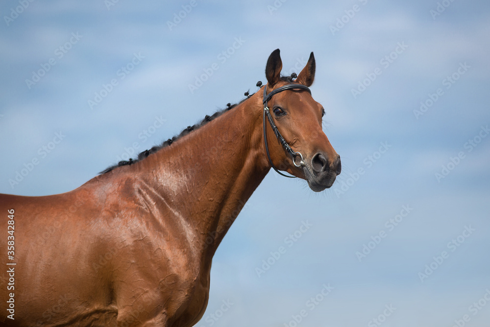 Obraz portrait of a horse