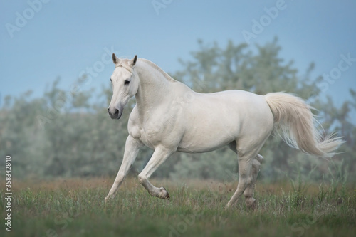 white horse in the field © kwadrat70