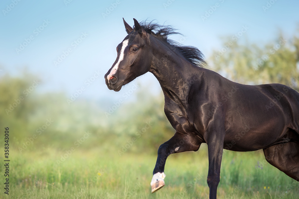 Black horse portrait in motion Black horse portrait in motion