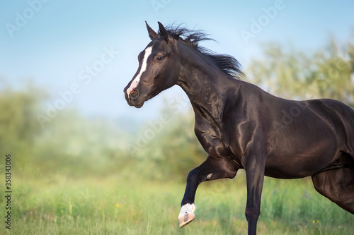 Black horse portrait in motion