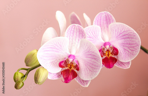 Butterfly orchid Phalaenopsis in full bloom on a pink background.