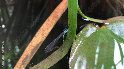 eine Azurjungfer sitzt auf einen Lilienblatt und hat ihren Hinterleiob, Eilegestachel unter Wasser photo