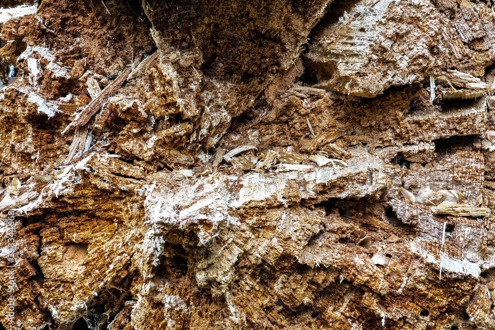 Fototapeta premium Old Pine Tree Trunk