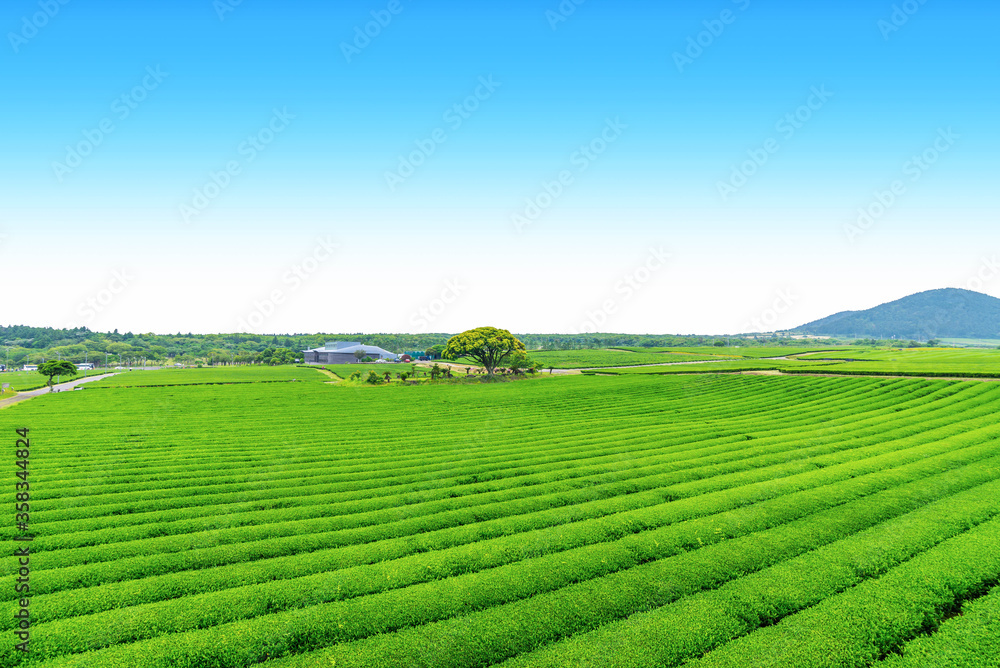 tea plantation on Jeju Island, tea farm on the hill in a clear day. tea plantation on Jeju Island, tea farm on the hill in a clear day.