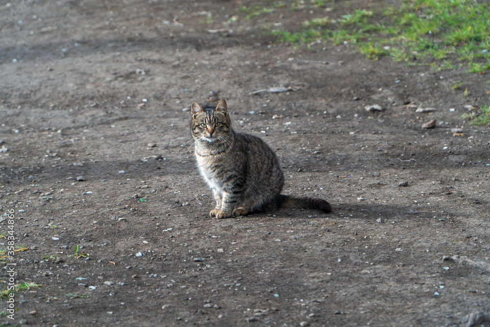 Curious tabby cat sitting on earth and watching direct lens. Yard cat take sunbath in sunny day. Landscape image. Curious tabby cat sitting on earth and watching direct lens. Yard cat take sunbath in sunny day. Landscape image.