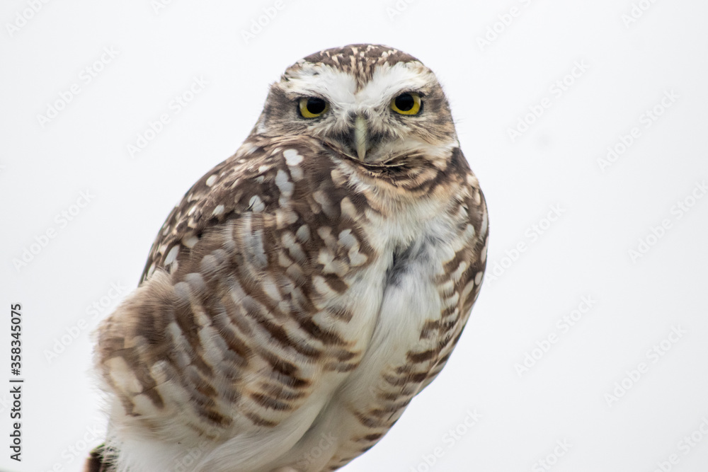 Fototapeta premium great horned owl