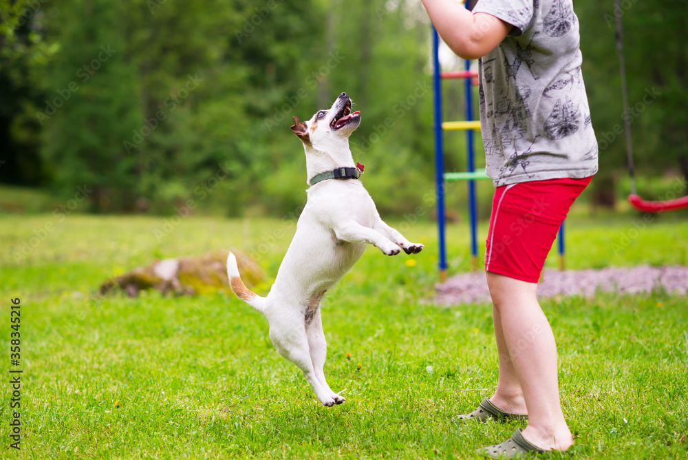 jack russell terrier dog playing and jumping with boy outdoors jack russell terrier dog playing and jumping with boy outdoors