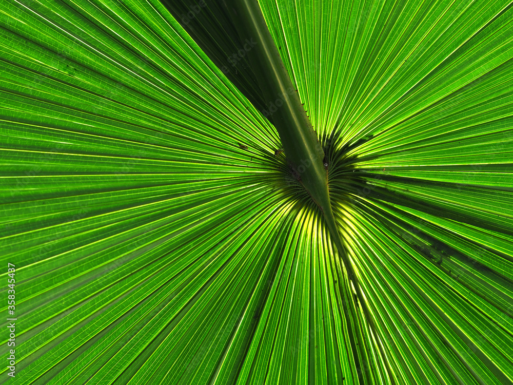 Fototapeta premium Green leaf tropical palm closeup.