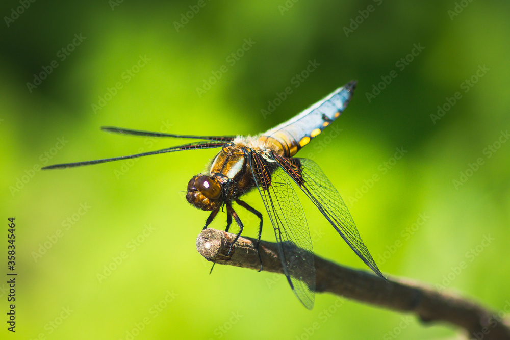 Broad-Bodied Chaser Dragonfly perched on a Branch Broad-Bodied Chaser Dragonfly perched on a Branch