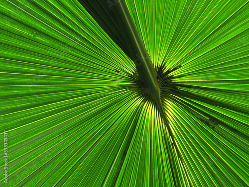 Green leaf tropical palm closeup.