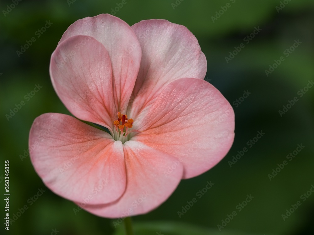 Pink flower of pelargonium, also known as geranium, or storksbill, on the background of the green leaves, direct view, close up