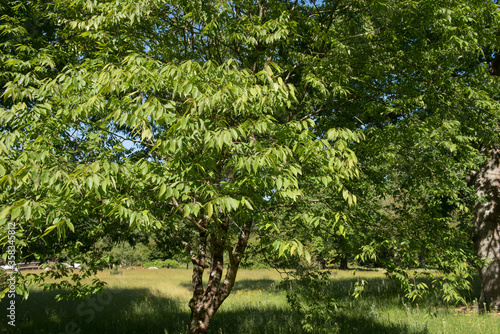 Bright Green Summer Foliage of a Chinese Zelkova Tree (Zelkova schneideriana) Growing in a Garden in Rural Devon, England, UK photo