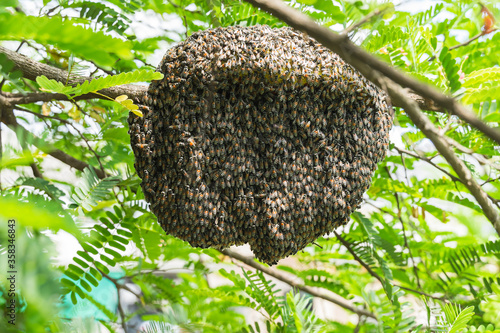 bees on a tree