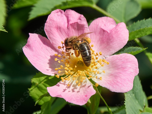 Honey Bee is on a wild dog-rose flower. Tender pink rosehip flower in early summer
