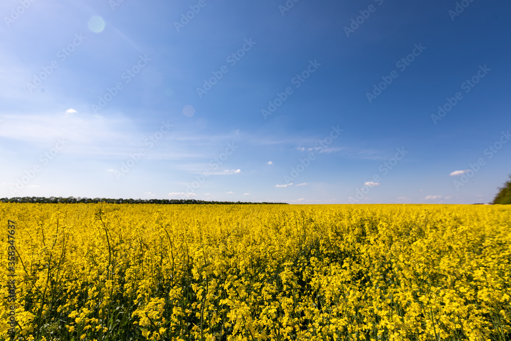 Obraz premium yellow rapeseed field