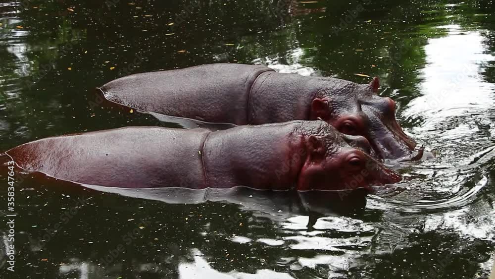 Hippo in water at zoo animal Thailand Hippo in water at zoo animal Thailand