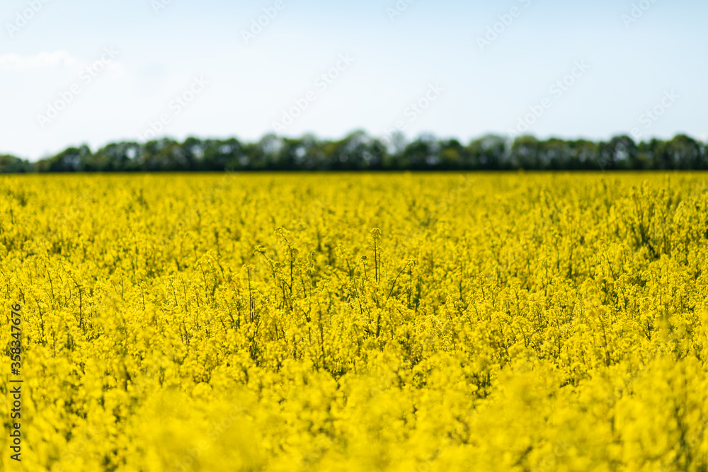 field of rape field of rape