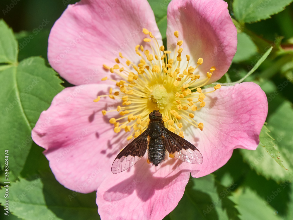 Black Bee Fly (Hemipenthes morio) is  on a wild dog-rose flower. Tender pink rosehip flower in early summer