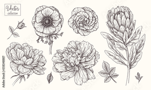 Peony, anemone, protea, eustoma. Vector collection of hand drawn flowers. Vintage Botanical Flowers.