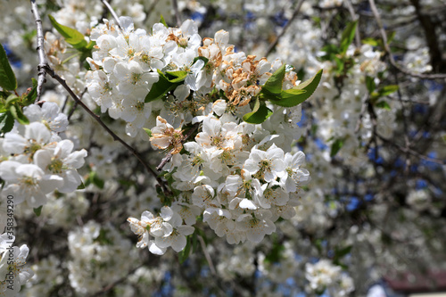 Apple tree flowers