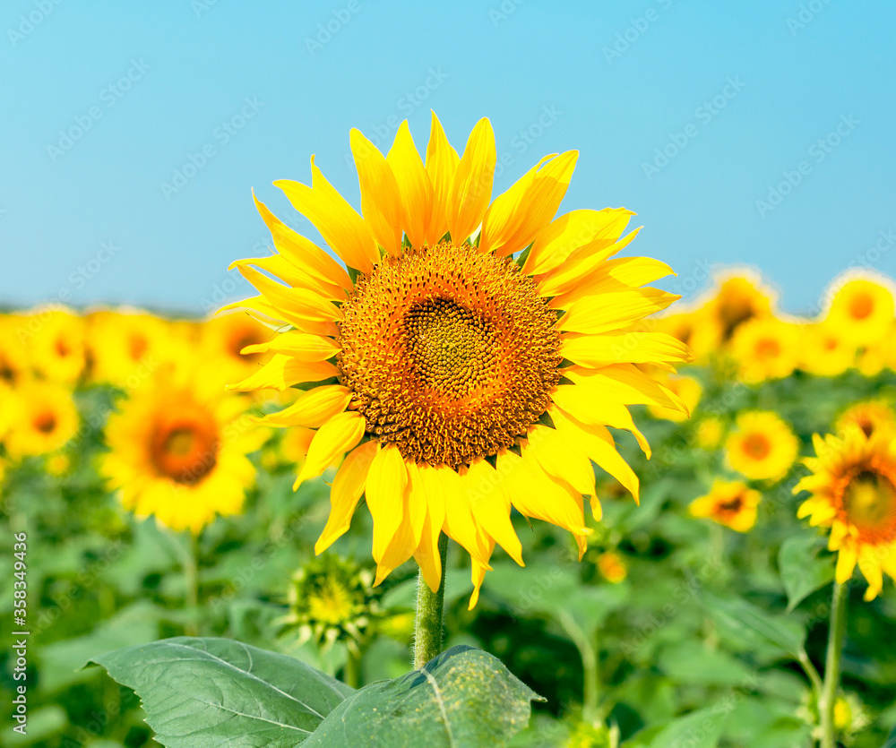 Fototapeta premium Sunflower natural background. Beautiful landscape with yellow sunflowers against the blue sky. Sunflower field, agriculture, harvest concept. Sunflower seeds, vegetable oil. Wallpaper with sunflower