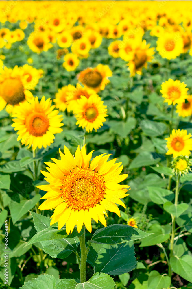 Sunflower natural background. Beautiful landscape with yellow sunflowers against the blue sky. Sunflower field, agriculture, harvest concept. Sunflower seeds, vegetable oil. Wallpaper with sunflower