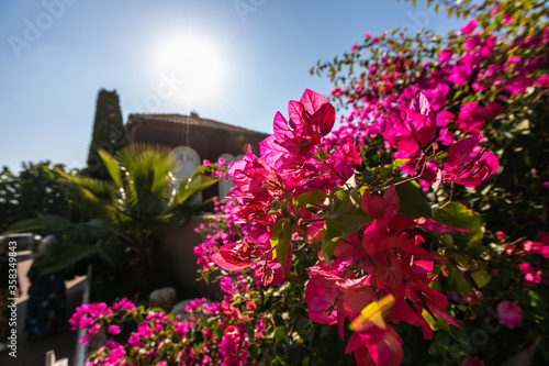 flowers in the garden