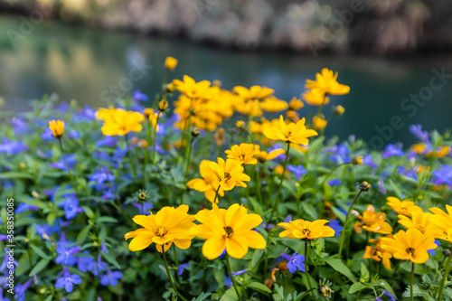 yellow flowers