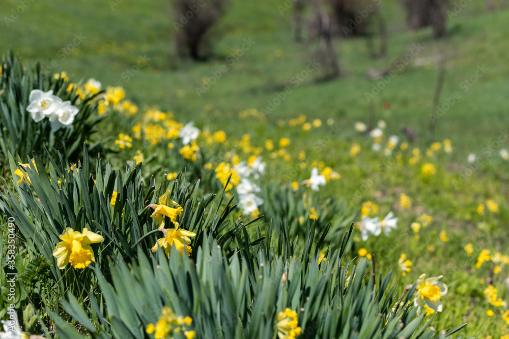 Fototapeta premium meadow with dandelions
