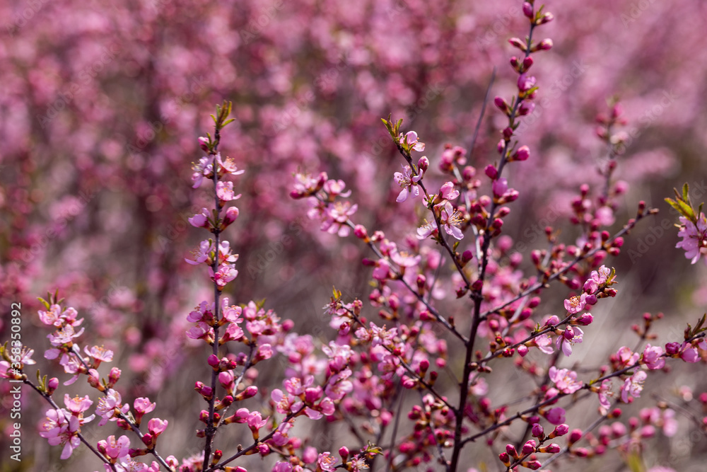 pink flowers in spring pink flowers in spring