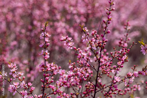 pink flowers in spring