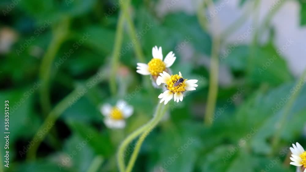 Spring flowering tree with white flowers and bees. bee collects pollen from yellow flower. 4k video.
Spring flowering tree with white flowers and bees. bee collects pollen from yellow flower. 4k video.