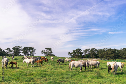 Horses eating grass in the meadow on jeju island. © sosconcan