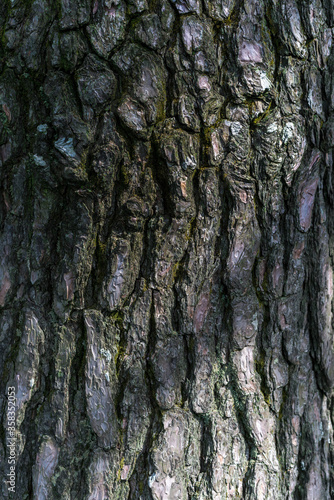 bark of a pine tree