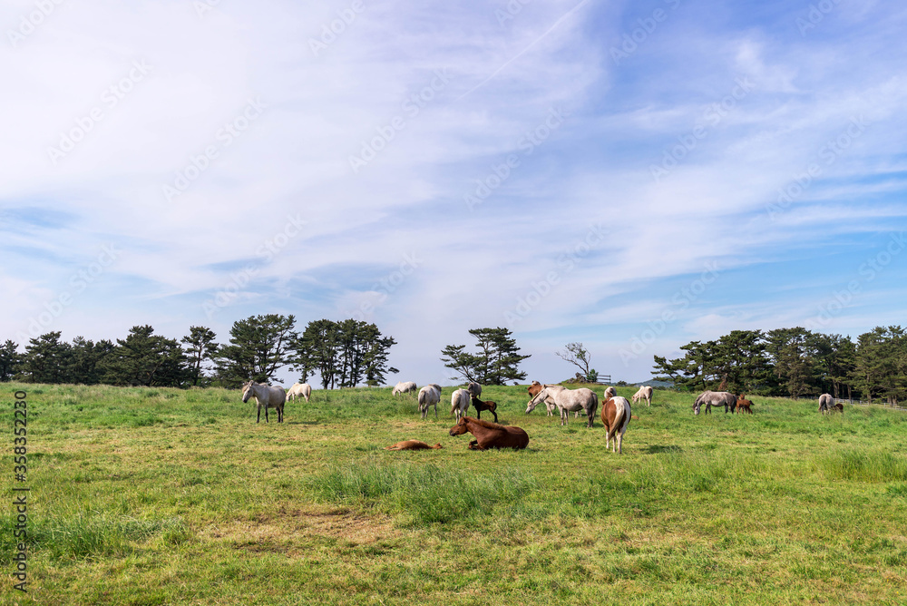 Horses eating grass in the meadow on jeju island.
