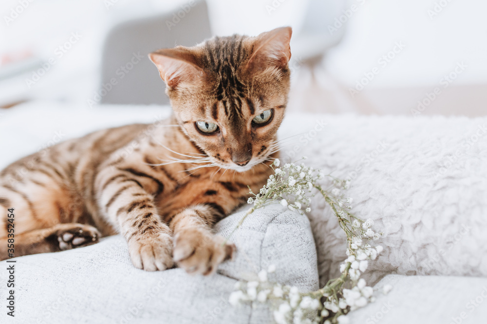 Obraz premium Bengalkatze auf der Couch mit Blumen