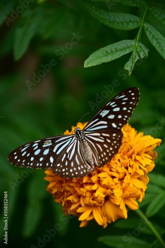monarch butterfly on flower © nattapong