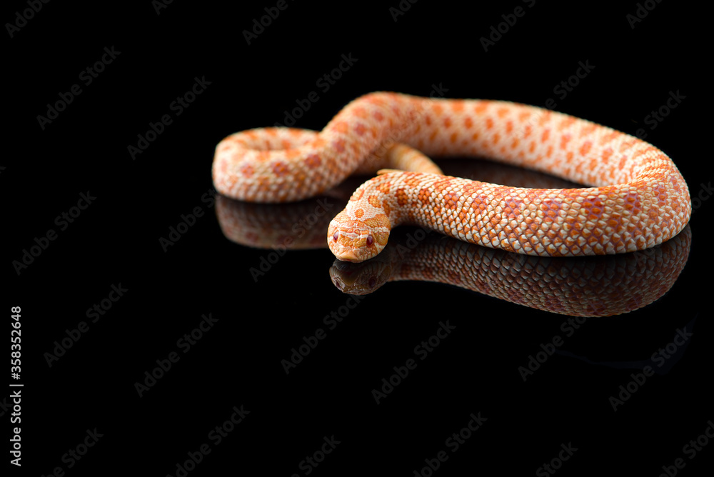 Fototapeta premium Albino hognose snake isolated on black background