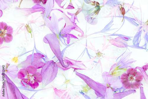 Tender floral pattern of violet flowers and petals