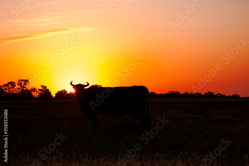 Silhouetted cows in the sunset