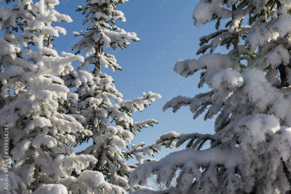 Beautiful christmas background of snowy winter landscape with snow covered fir trees. The branch of a Christmas tree in the snow. Beautiful christmas background of snowy winter landscape with snow covered fir trees. The branch of a Christmas tree in the snow.
