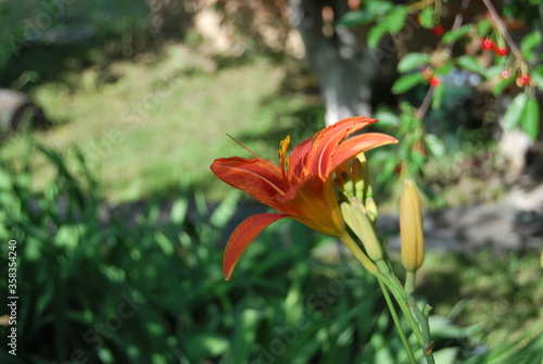 orange tiger lily