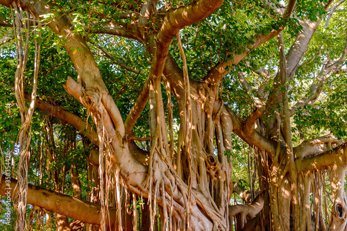 Photography Beautiful nature of the Metropolitan forest park, Havana, Cuba