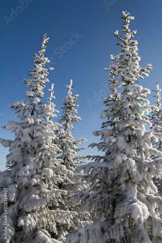 Winter wonderland landscape with snowy coniferous forest. Christmas background. Picturesque gorgeous wintry scene. Mountain winter forest. Christmas background with snowy fir trees.